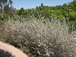 Amethyst Bluff Purple Sage (Salvia leucophylla 'Amethyst Bluff') at A Very Successful Garden Center