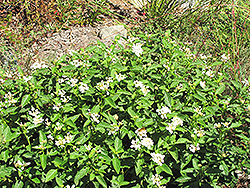 White Lightnin' Trailing Lantana (Lantana sellowiana 'Monma') at A Very Successful Garden Center