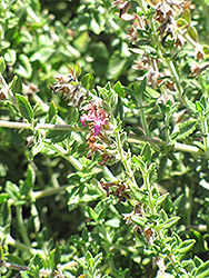 Wall Germander (Teucrium chamaedrys 'Prostratum') at Stonegate Gardens