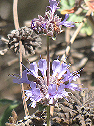 Pozo Blue Sage (Salvia 'Pozo Blue') at Lakeshore Garden Centres