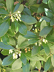 Dwarf Strawberry Tree (Arbutus unedo 'Compacta') at A Very Successful Garden Center