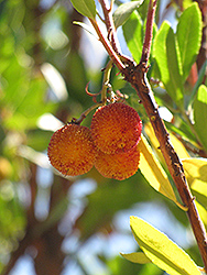 Dwarf Strawberry Tree (Arbutus unedo 'Compacta') at A Very Successful Garden Center