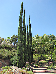 Italian Cypress (Cupressus sempervirens) at A Very Successful Garden Center