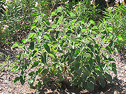 Heartleaf Geranium (Pelargonium cordatum) at A Very Successful Garden Center