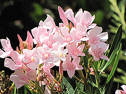 Petite Pink Oleander (Nerium oleander 'Petite Pink') at A Very Successful Garden Center