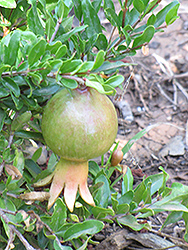 Dwarf Pomegranate (Punica granatum 'Nana') at Lakeshore Garden Centres