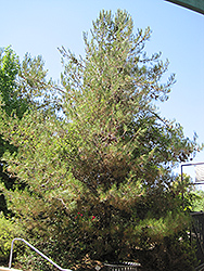 Eldarica Pine (Pinus eldarica) at A Very Successful Garden Center