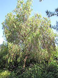 California Pepper Tree (Schinus molle) at A Very Successful Garden Center
