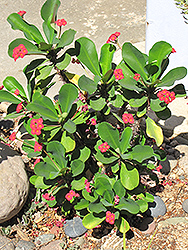 Hybrid Crown Of Thorns (Euphorbia x lomi) at A Very Successful Garden Center