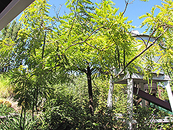 Gold Medallion Tree (Cassia leptophylla) at A Very Successful Garden Center