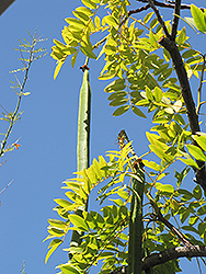 Gold Medallion Tree (Cassia leptophylla) at Lakeshore Garden Centres