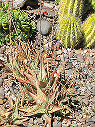 Pink Blush Aloe (Aloe 'Pink Blush') at A Very Successful Garden Center