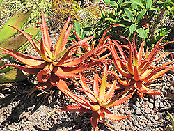 Red Aloe (Aloe cameronii) at Lakeshore Garden Centres