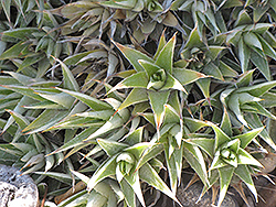 Abromeitiella (Deuterocohnia lorentziana) at A Very Successful Garden Center