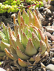 Short-leaved Aloe (Aloe brevifolia) at A Very Successful Garden Center
