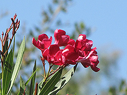 Hardy Red Oleander (Nerium oleander 'Hardy Red') at A Very Successful Garden Center