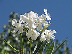 Hardy White Oleander (Nerium oleander 'Hardy White') at A Very Successful Garden Center
