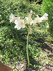 Fred Meyer Belladonna Lily (Amaryllis belladonna 'Fred Meyer') at Stonegate Gardens