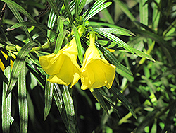 Yellow Oleander (Thevetia peruviana) at Lakeshore Garden Centres