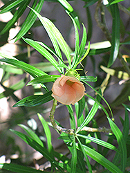 Apricot Flowered Oleander (Thevetia peruviana 'Apricot') at A Very Successful Garden Center
