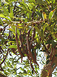 Cockspur Coral Tree (Erythrina crista-galli) at A Very Successful Garden Center