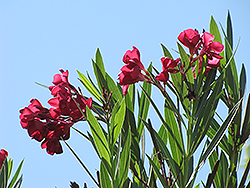 Hardy Pink Oleander (Nerium oleander 'Hardy Pink') at A Very Successful Garden Center