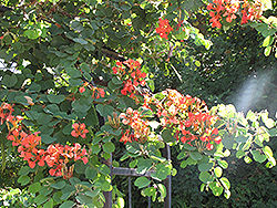 Red Bauhinia (Bauhinia galpinii) at A Very Successful Garden Center