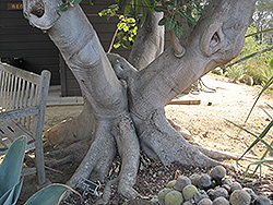Giant-leaved Fig (Ficus lutea) at A Very Successful Garden Center