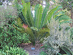 Modjadji Cycad (Encephalartos transvenosus) at A Very Successful Garden Center