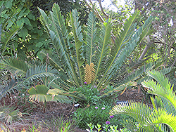 Sclavo's Cycad (Encephalartos sclavoi) at Stonegate Gardens