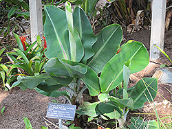 Novak Banana (Musa acuminata 'Novak') at A Very Successful Garden Center