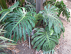 Monstera Deliciosa Plant (Monstera deliciosa) at A Very Successful Garden Center
