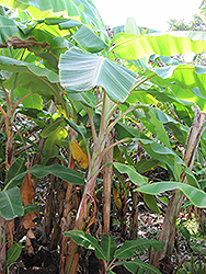 Manzano Banana (Musa 'Manzano') at A Very Successful Garden Center