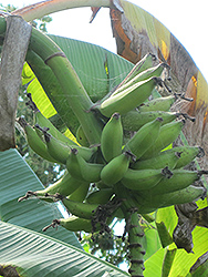 Manzano Banana (Musa 'Manzano') at A Very Successful Garden Center