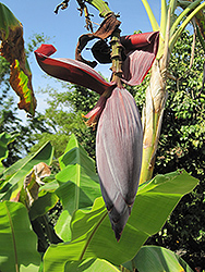 Cardaba Banana (Musa balbisiana 'Cardaba') at A Very Successful Garden Center