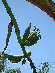 Cardaba Banana (Musa balbisiana 'Cardaba') at A Very Successful Garden Center