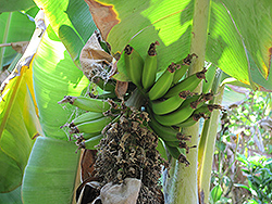 Rajapuri Banana (Musa 'Rajapuri') at A Very Successful Garden Center