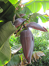 Rajapuri Banana (Musa 'Rajapuri') at A Very Successful Garden Center