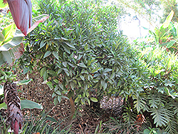 Cara Cara Navel Orange (Citrus sinensis 'Cara Cara') at A Very Successful Garden Center