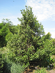 Macadamia Nut (Macadamia integrifolia) at Lakeshore Garden Centres