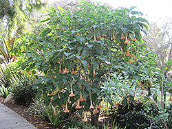 Pink Panther Angel's Trumpet (Brugmansia 'Pink Panther') at A Very Successful Garden Center