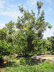 Fenton Macadamia Nut (Macadamia tetraphylla 'Fenton') at A Very Successful Garden Center