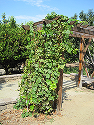 Perlette Grape (Vitis 'Perlette') at A Very Successful Garden Center