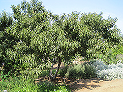 Common Peach (Prunus persica) at A Very Successful Garden Center