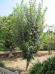 Burgundy Plum (Prunus 'Burgundy') at A Very Successful Garden Center