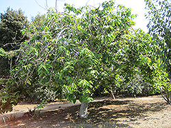 Cherimoya (Annona cherimola) at Stonegate Gardens