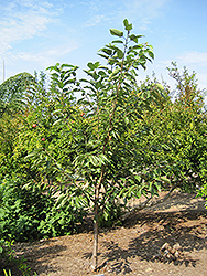 Royal Lee Cherry (Prunus avium 'Royal Lee') at A Very Successful Garden Center