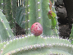 Peruvian Apple Cactus (Cereus peruvianus) at A Very Successful Garden Center