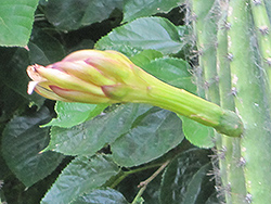 Peruvian Apple Cactus (Cereus peruvianus) at Stonegate Gardens