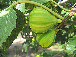 Panache Fig (Ficus carica 'Panache') at A Very Successful Garden Center